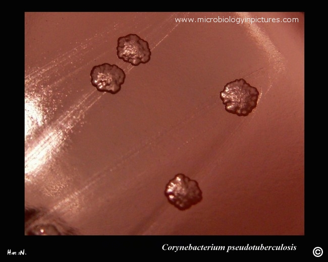 corynebacterium pseudotuberculosis colony morphology